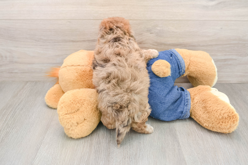 Havapoo Puppy for Adoption