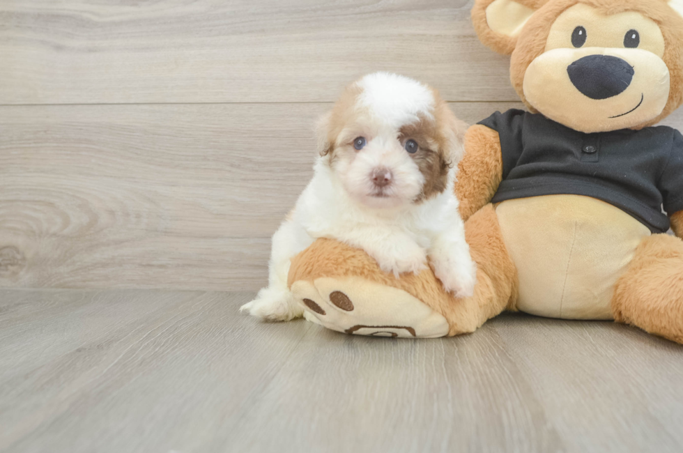 5 week old Havapoo Puppy For Sale - Seaside Pups