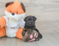 8 week old Havapoo Puppy For Sale - Seaside Pups