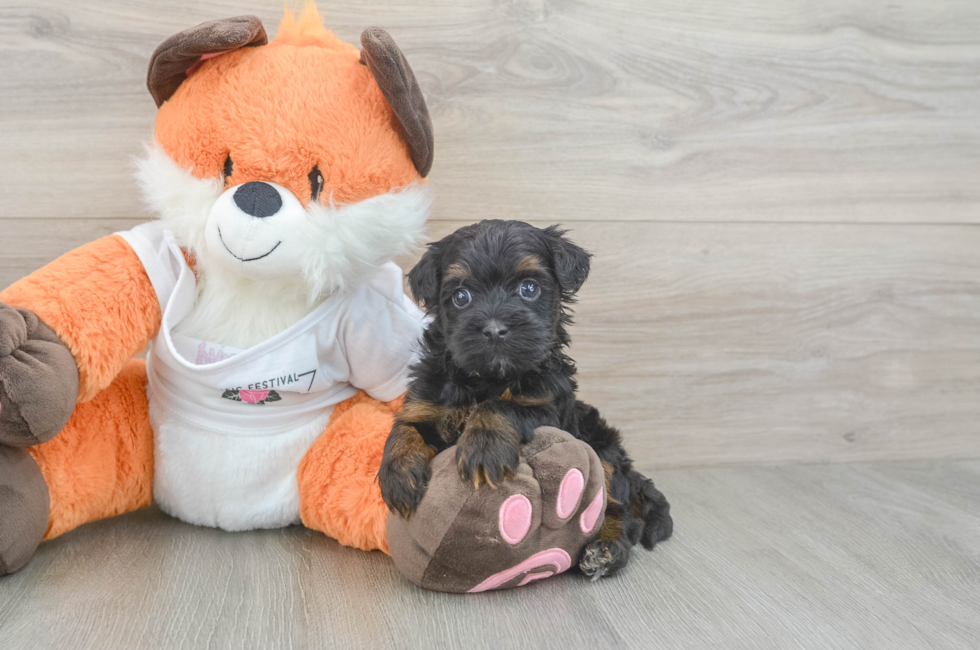 5 week old Havapoo Puppy For Sale - Seaside Pups
