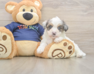 7 week old Havapoo Puppy For Sale - Seaside Pups