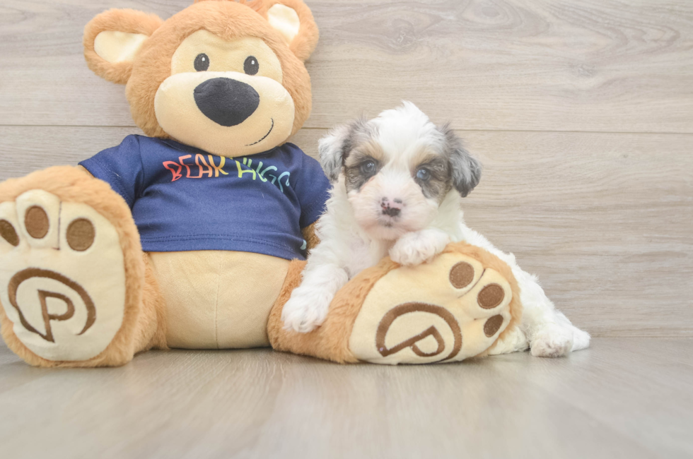 5 week old Havapoo Puppy For Sale - Seaside Pups