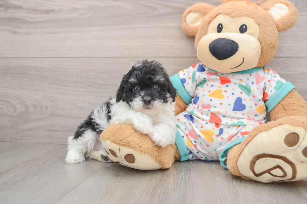 Small Havapoo Baby