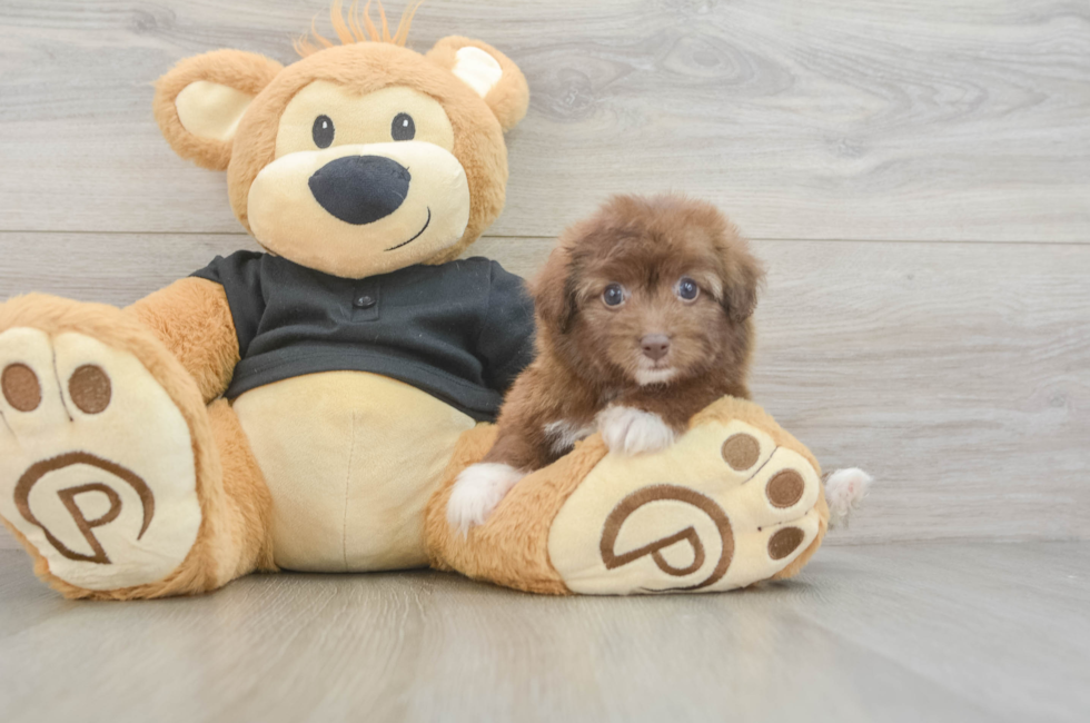 5 week old Havapoo Puppy For Sale - Seaside Pups