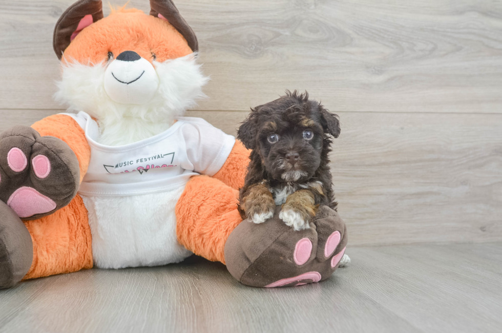 5 week old Havapoo Puppy For Sale - Seaside Pups