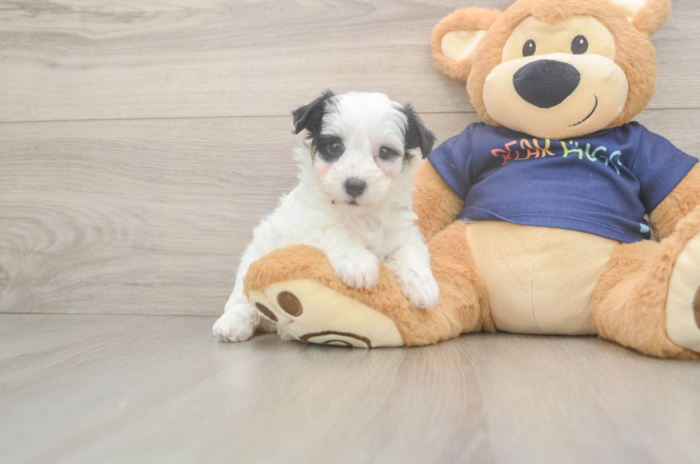 5 week old Havapoo Puppy For Sale - Seaside Pups
