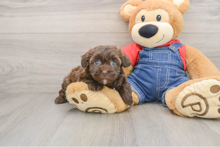 Havapoo Puppy for Adoption