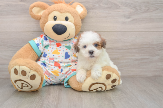 Adorable Havadoodle Poodle Mix Puppy