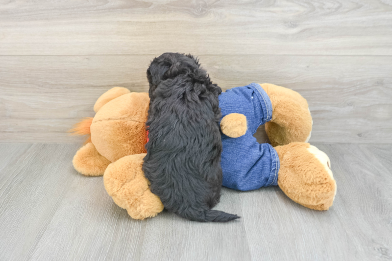 Meet Ninja - our Havapoo Puppy Photo 2/3 - Seaside Pups