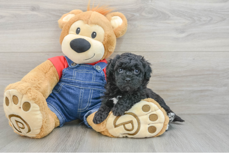 Havapoo Puppy for Adoption