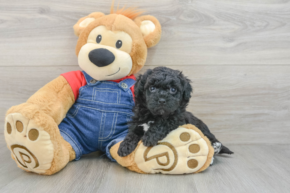 Havapoo Puppy for Adoption