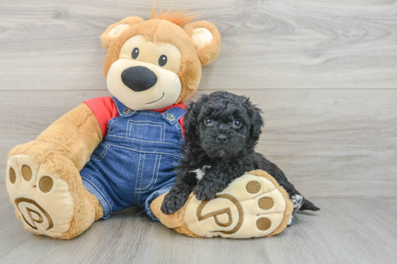 Meet Ninja - our Havapoo Puppy Photo 3/3 - Seaside Pups
