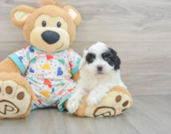 7 week old Havapoo Puppy For Sale - Seaside Pups