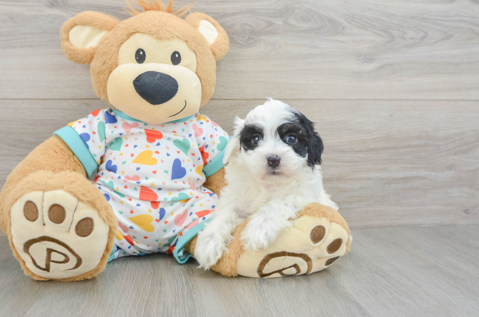 5 week old Havapoo Puppy For Sale - Seaside Pups