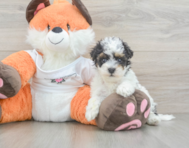 9 week old Havapoo Puppy For Sale - Seaside Pups
