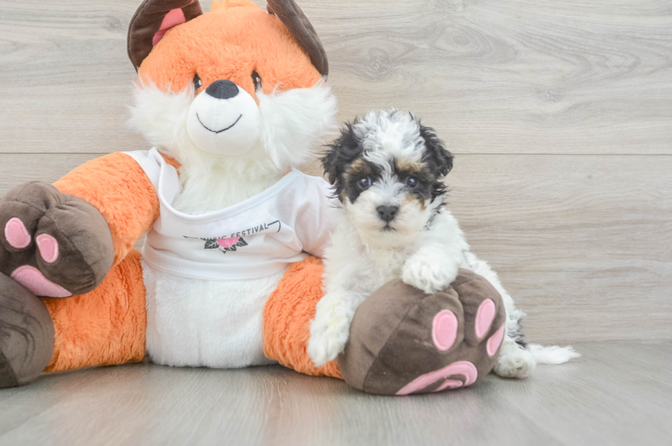 5 week old Havapoo Puppy For Sale - Seaside Pups
