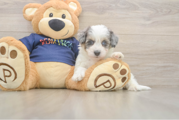 Havapoo Pup Being Cute