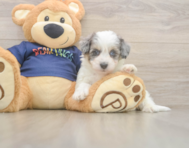 7 week old Havapoo Puppy For Sale - Seaside Pups