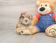 6 week old Havapoo Puppy For Sale - Seaside Pups