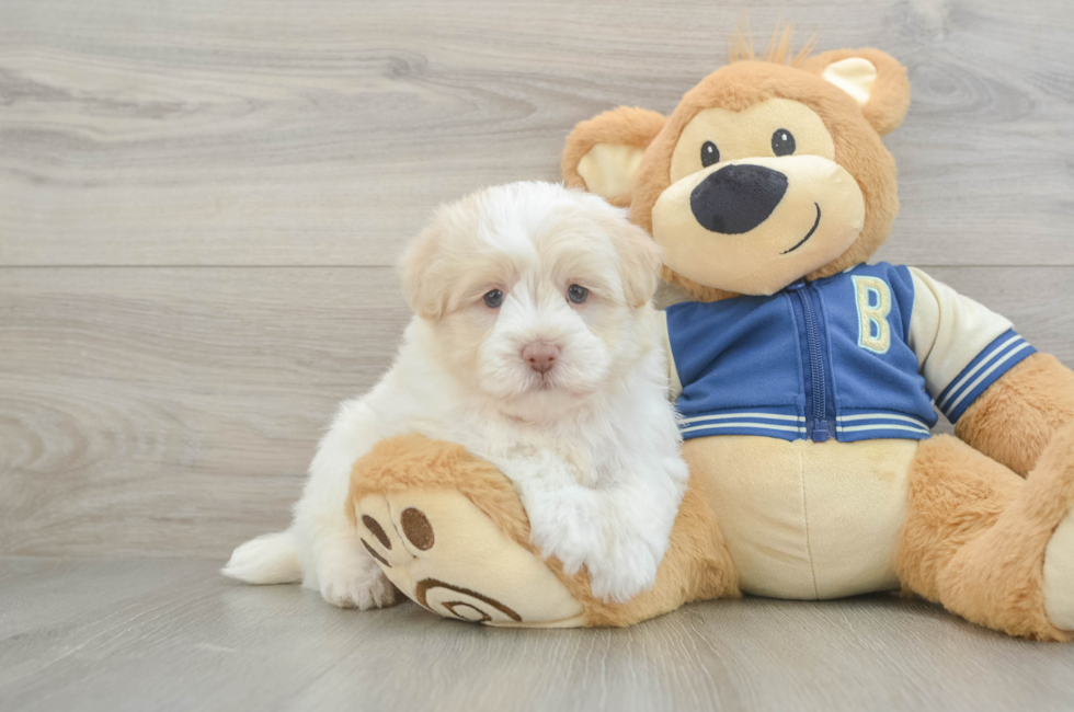 6 week old Havapoo Puppy For Sale - Seaside Pups