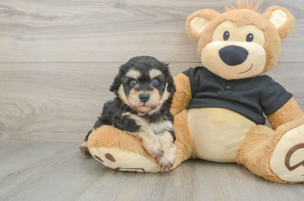 5 week old Havapoo Puppy For Sale - Seaside Pups