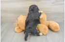 Havapoo Puppy for Adoption