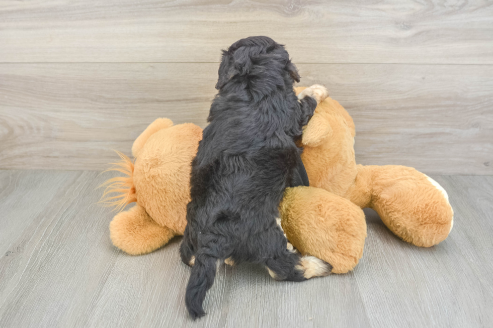 Havapoo Puppy for Adoption