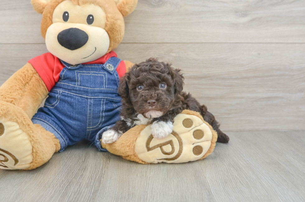 5 week old Havapoo Puppy For Sale - Seaside Pups