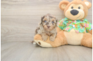 Havapoo Puppy for Adoption