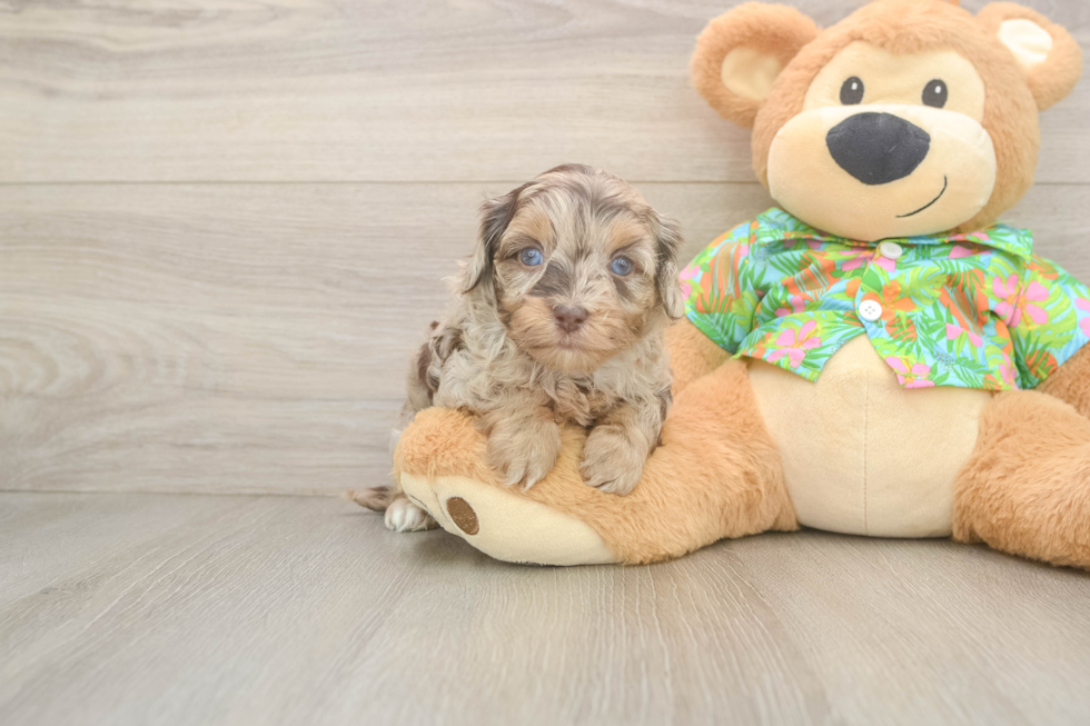 Havapoo Puppy for Adoption