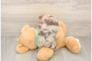 Adorable Havadoodle Poodle Mix Puppy