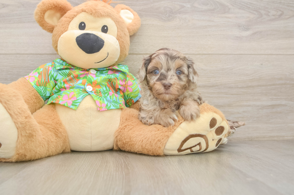 5 week old Havapoo Puppy For Sale - Seaside Pups