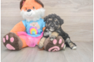 Best Havapoo Baby