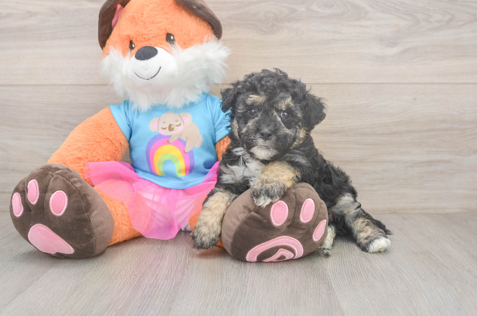 5 week old Havapoo Puppy For Sale - Seaside Pups