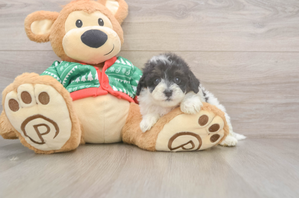 5 week old Havapoo Puppy For Sale - Seaside Pups