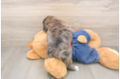 Fluffy Havapoo Poodle Mix Pup