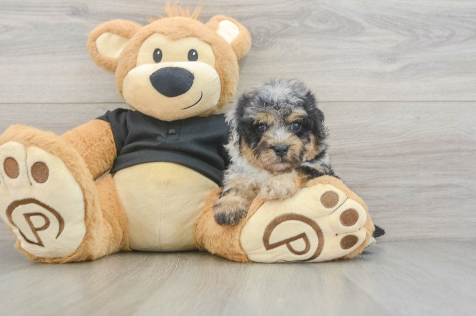 5 week old Havapoo Puppy For Sale - Seaside Pups