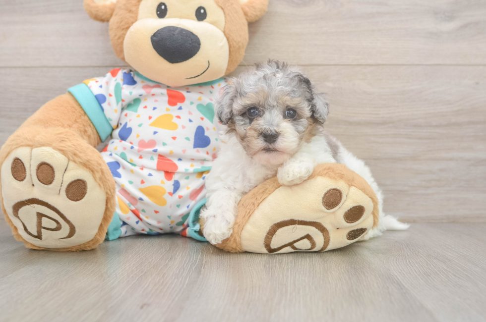 5 week old Havapoo Puppy For Sale - Seaside Pups
