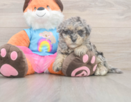 8 week old Havapoo Puppy For Sale - Seaside Pups