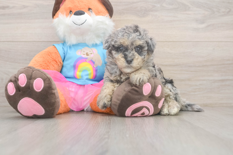 5 week old Havapoo Puppy For Sale - Seaside Pups