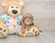 6 week old Havapoo Puppy For Sale - Seaside Pups