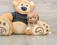 7 week old Havapoo Puppy For Sale - Seaside Pups