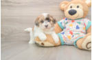 Havapoo Puppy for Adoption