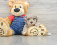 8 week old Havapoo Puppy For Sale - Seaside Pups