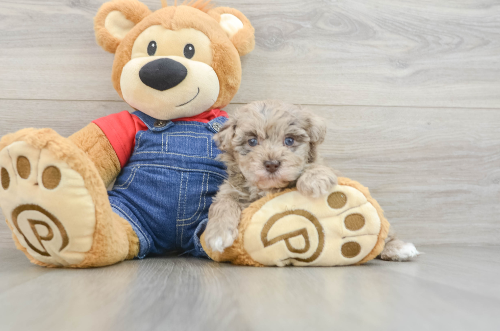 6 week old Havapoo Puppy For Sale - Seaside Pups