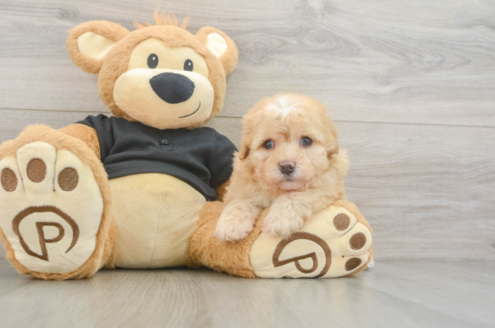 5 week old Havapoo Puppy For Sale - Seaside Pups