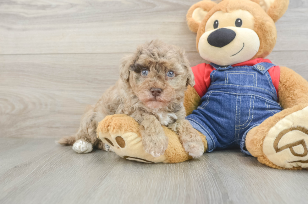 5 week old Havapoo Puppy For Sale - Seaside Pups