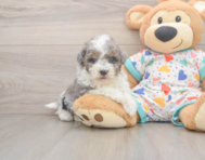 7 week old Havapoo Puppy For Sale - Seaside Pups