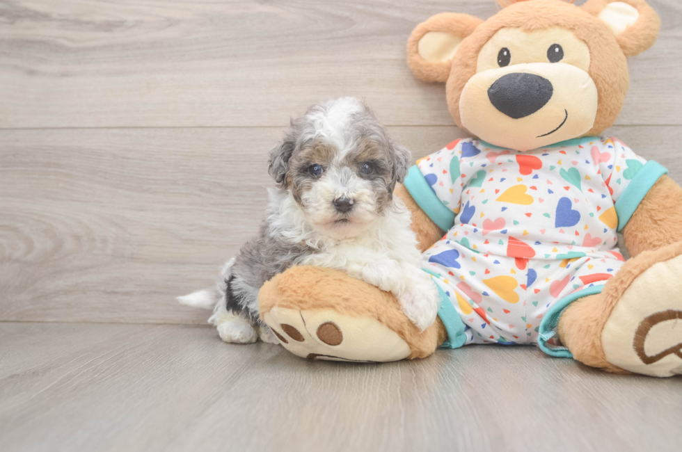 5 week old Havapoo Puppy For Sale - Seaside Pups