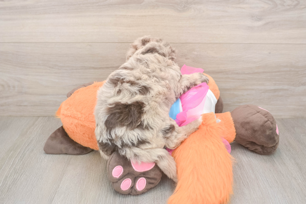 Havapoo Pup Being Cute